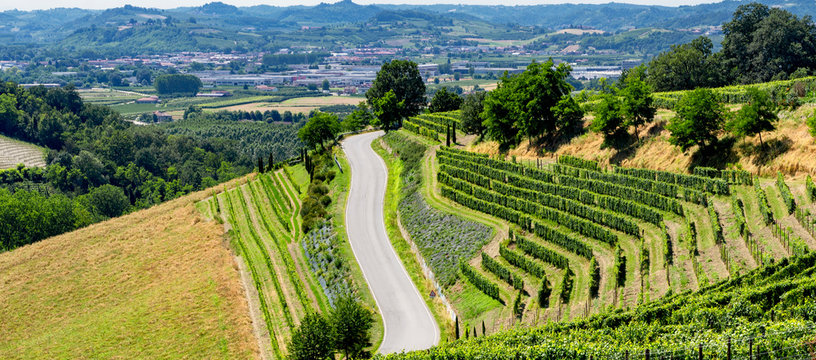 Vineyards Near Barbaresco, Cuneo, In Langhe