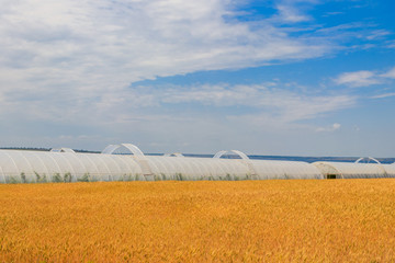 Polythene tunnel as a plastic greenhouse for growing vegetables