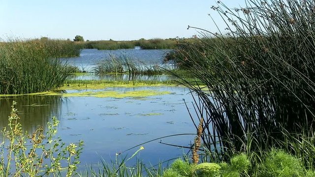 Water And Green Plants Show Effects Of Winds California Wetlands