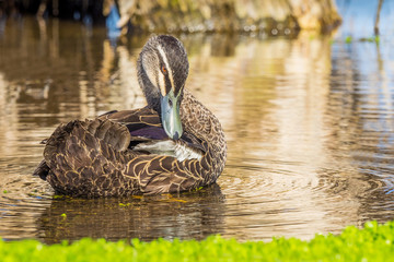 Obraz premium Pacific Black Duck Grooming Itself