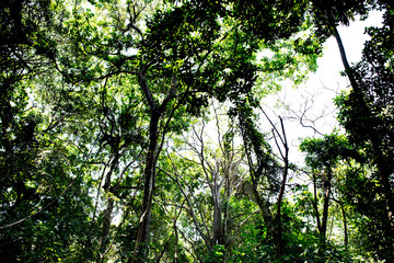 Naturaleza en el Tayrona