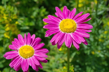 Obraz premium The pink pyrethrum, or Persian Daisy (lat. Pyrethrum roseum) bloom in the garden