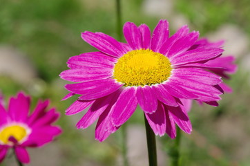 Fototapeta premium The pink pyrethrum, or Persian Daisy (lat. Pyrethrum roseum) close-up