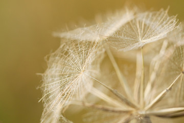 light plant seeds with fluff in the form of umbrellas