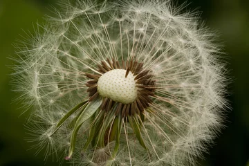 Fototapeten dandelion seeds with gentle umbrellas © guppys