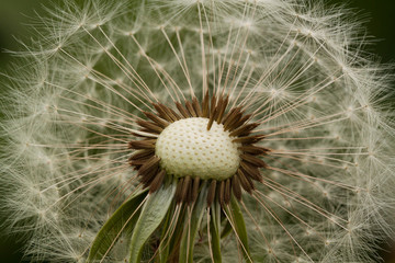 dandelion seeds with gentle umbrellas