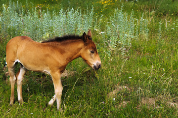 Naklejka na ściany i meble foal in the field