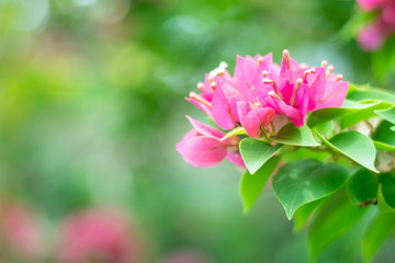 Grass natural flower