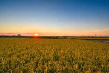 The rice farm field in sunset time.
