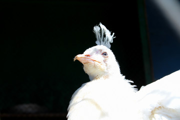 portrait of chicken