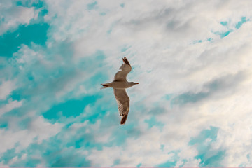 seagull flying in the sky