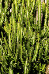 Detail of a Green Cactus - Succulent Plant