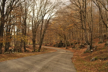 Strada in mezzo al bosco