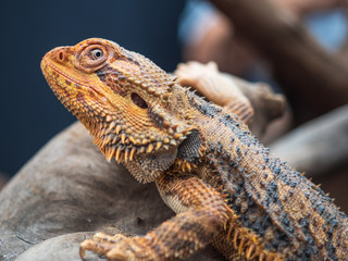 Neugierige Bartagame sitzt auf einem Ast