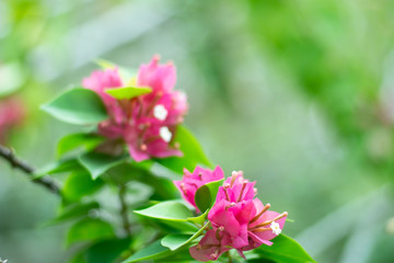 Close-up Grass flower as background