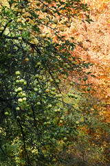 Drzewo jabłoni na tle lasu w jesiennych barwach.