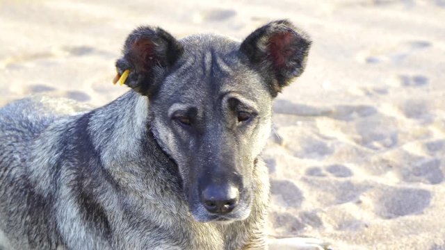 Closeup portrait of lonely sad big street dog laying on summer sandy beach. Real time 4k video footage.