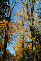 Herbstbäume in Klostergarten, Wesemlin, Luzern
