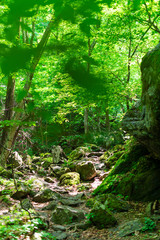 自然　川　山