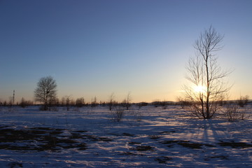 Fototapeta na wymiar Tree among snow
