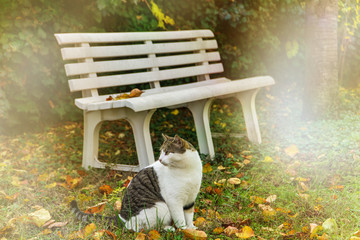 Gatto Majo