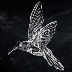 Hummingbird in flight.Detailed drawing of a bird.handmade.Vector illustration isolated on  black background
