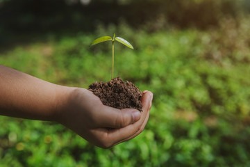 environment Earth Day In the hands of trees growing seedlings. Bokeh green Background kid hand holding tree on nature field grass Forest conservation concept