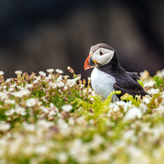 Puffin Amongst The White Campion