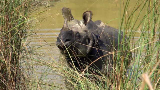 Indian Rhinoceros (Rhinoceros Unicornis), also called the Greater One-horned Rhinoceros Mud Bathing and Wallowing