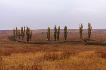 Tall and thin Poplar trees turning to Autumn golden yellow color, Romania country