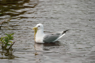 Kittiwake Gathering Nesting Material