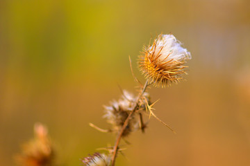 thistle flower. autumn in blur background