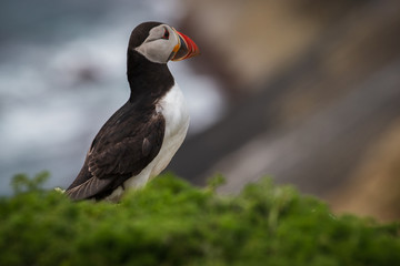Puffin On The Ground