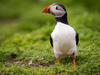 Puffin On The Ground