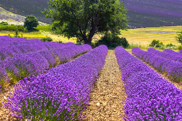 lavender field with landcape and tree, Ferrassières, Provence, France