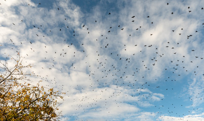 Vol de corbeaux dans le ciel d'automne