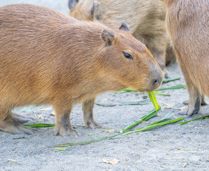 Cute Capybara (biggest mouse) eating and sleepy rest in the zoo, Tainan, Taiwan, close up shot