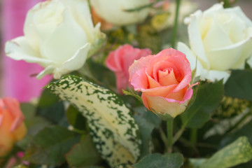 Soft focus of sweet rose for valentine background