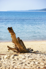 Log on sand on tropical beach with blurred sea background, travel concept and summer holiday idea