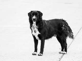 Black Stray Dog Standing