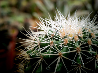 Rain Drops Perched on The Thorns of Cactus