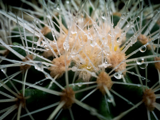 Rain Drops Perched on The Thorns of Cactus