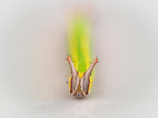Worm with a Face Like a Twig Crawling