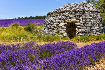 close-up of dry stone hut in the Provence, lavender field of Ferrassières, France