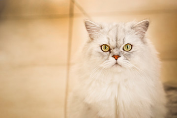 Fototapeta premium Gatto persiano bianco guarda fisso in macchina