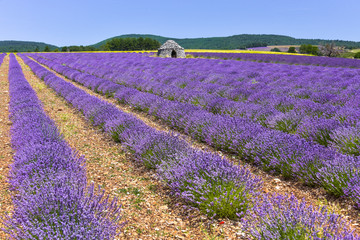 Naklejka na ściany i meble blooming lavender fields of the Provence, France, Bories stone cottages of village Ferrassières