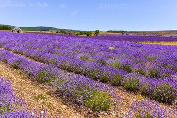 Fototapeta na wymiar blooming lavender fields of the Provence, France, Bories stone cottages of village Ferrassières