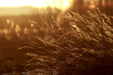 Dry grass in the light of the setting sun