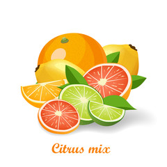 Fresh citrus fruits vector illustration isolated on white background