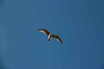 Ostseetraum 